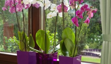 Przesadzamy storczyki