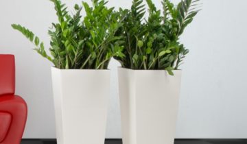 Rośliny doniczkowe dla zabieganych i opornych