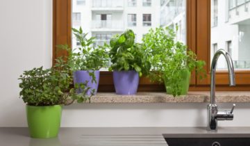 Doniczkowy ogródek ziołowy