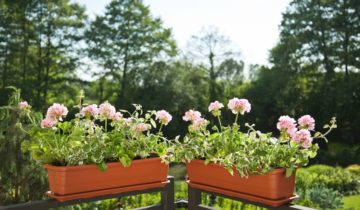 Obsadzanie skrzynek balkonowych