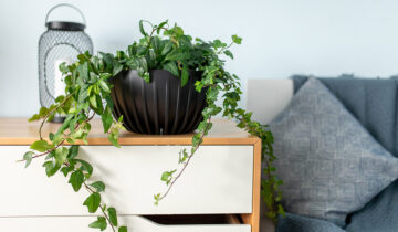 Rośliny oczyszczające powietrze