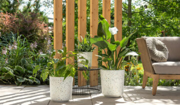 Domowe kwiaty na poprawę nastroju