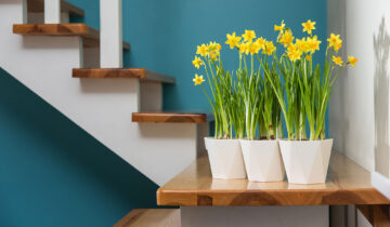 Pierwsze wiosenne kwiaty na taras i balkon