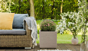 Oryginalne rośliny na nasze balkony