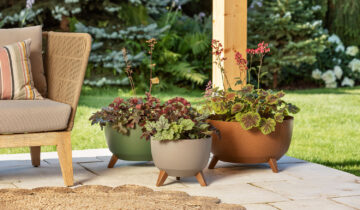 Jesienne porządki na balkonie i w domowej dżungli