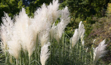 Najlepsze trawy ozdobne do Twojego ogrodu