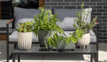 Jak przygotować rośliny do wiosny?