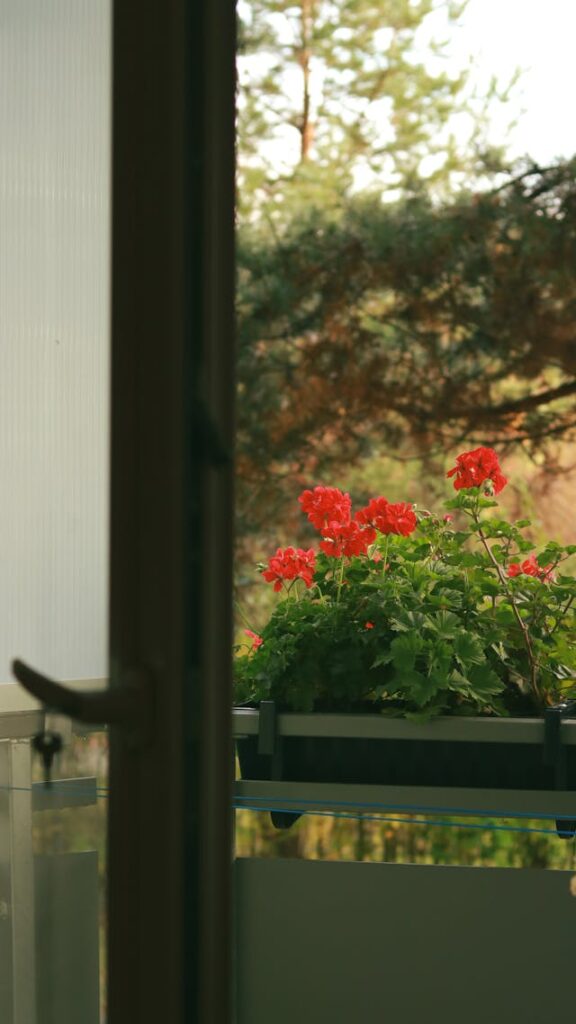 Czerwona pelargonia w skrzynce balkonowej
