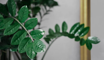 Jaki rozmiar doniczki do Monstery i Fikusa? Poradnik